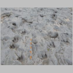 DSCN0537cr Deep theropod  S side.jpg